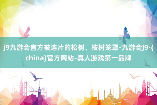 j9九游会官方被连片的松树、桉树笼罩-九游会J9·(china)官方网站-真人游戏第一品牌